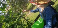Harvesting string beans